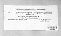 Gymnosporangium juniperi-virginianae image